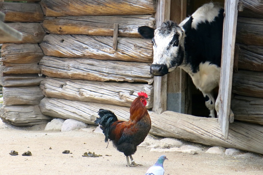 En dag på Skansen