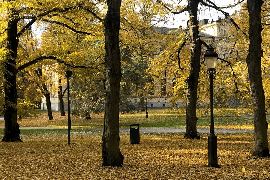 Humlegården fylld med gula löv.
