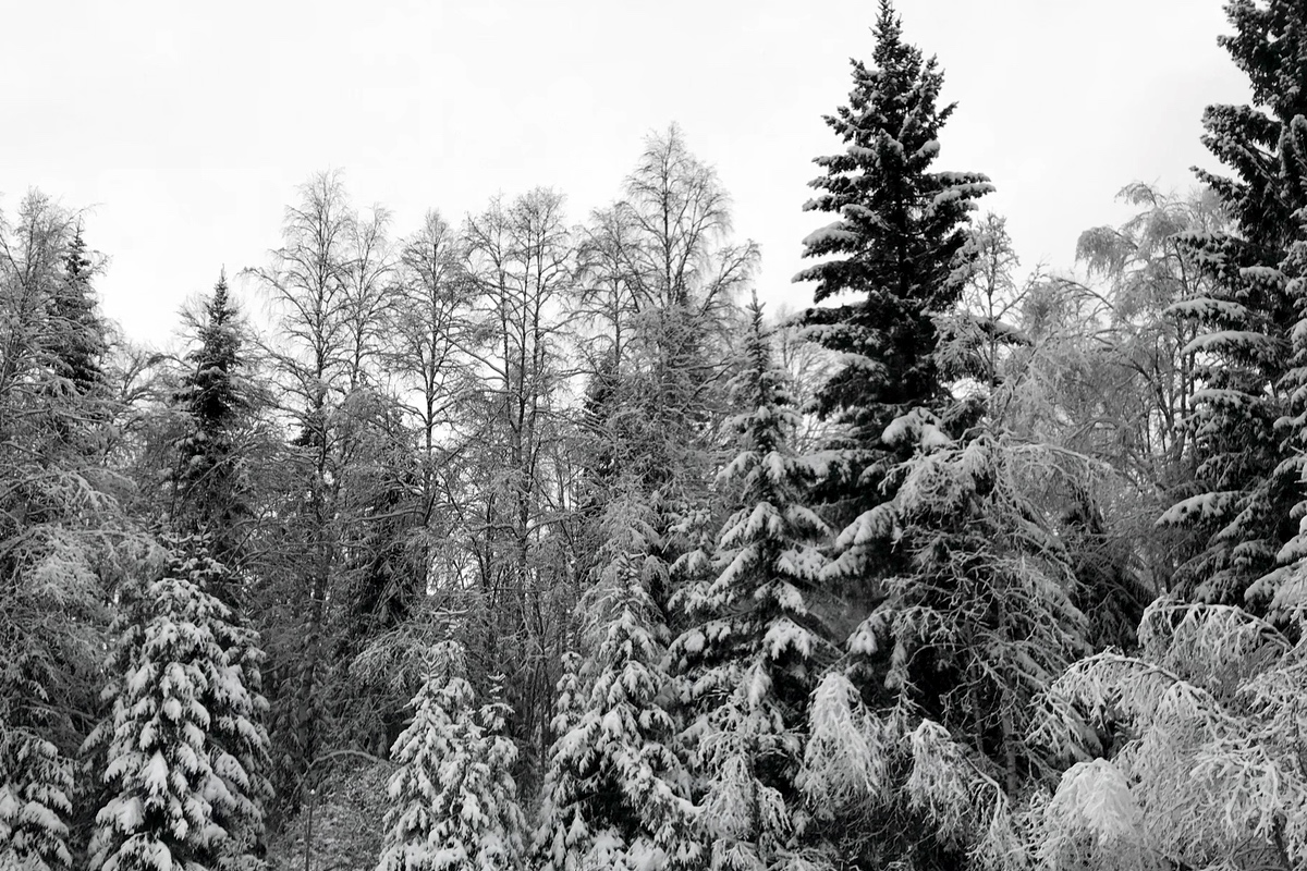 Ro i skogen